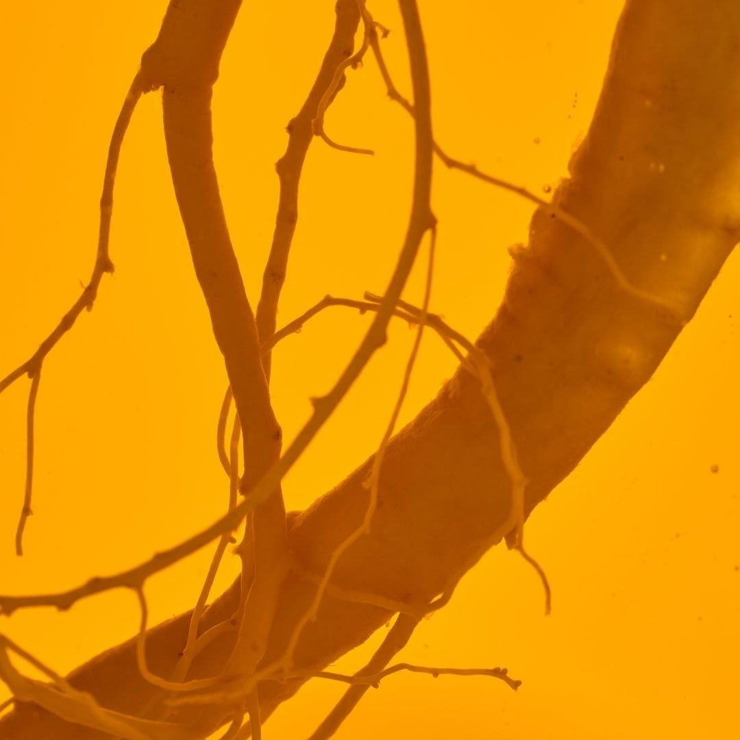 Shampoo Con Ginseng - Anyeluz